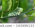 The larva of the clover 143490133