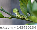 The larva of the clover 143490134