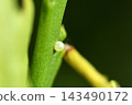 Namiagoe hako egg 143490172