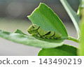 The larva of the clover 143490219