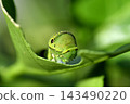 The larva of the clover 143490220