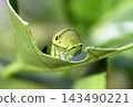 The larva of the clover 143490221