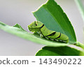 The larva of the clover 143490222