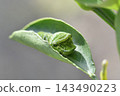 The larva of the clover 143490223