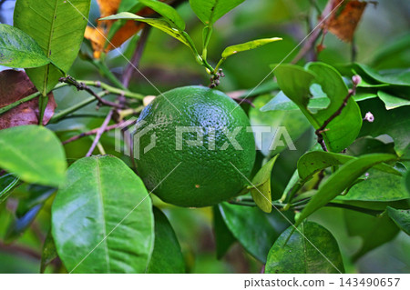 Unripe bitter oranges that are still green (autumn, October) 143490657