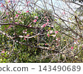 Okinawa, remote island, Tokashiki Island, Hikan cherry blossoms 143490689