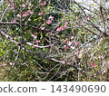 Okinawa, remote island, Tokashiki Island, Hikan cherry blossoms 143490690