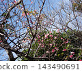 Okinawa, remote island, Tokashiki Island, Hikan cherry blossoms 143490691