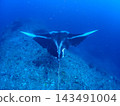 Manta Ray Scuba Diving Okinawa Diving 143491004