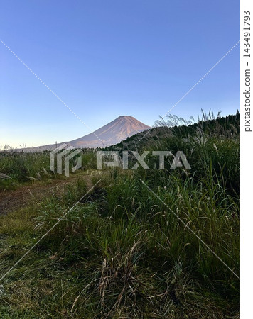 Mt. Fuji seen through the Japanese pampas grass in the morning Mt. Fuji seen through the Japanese pampas grass in the morning 143491793