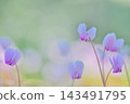 Light purple cyclamen flowers blooming, bathed in gentle light. Light purple cyclamen flowers blooming, bathed in gentle light. 143491795
