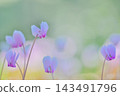 Light purple cyclamen flowers blooming, bathed in gentle light. Light purple cyclamen flowers blooming, bathed in gentle light. 143491796