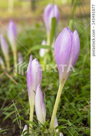 秋水仙(Colchicum)的紫色花朵 秋水仙(Colchicum)的紫色花朵 143491877