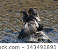 Cormorant spreading wings 143491891