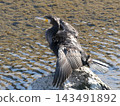 Cormorant spreading wings 143491892