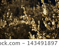 White plum blossoms shining in the morning sun 143491897