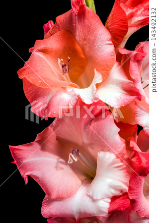 Pink And Coral Gladiolus Flowers In Bloom Isolated On Black Pink And Coral Gladiolus Flowers In Bloom Isolated On Black 143492132