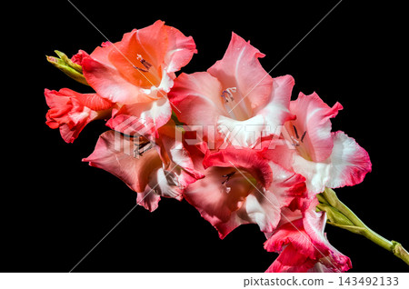 Pink And Coral Gladiolus Flowers In Bloom Isolated On Black Pink And Coral Gladiolus Flowers In Bloom Isolated On Black 143492133