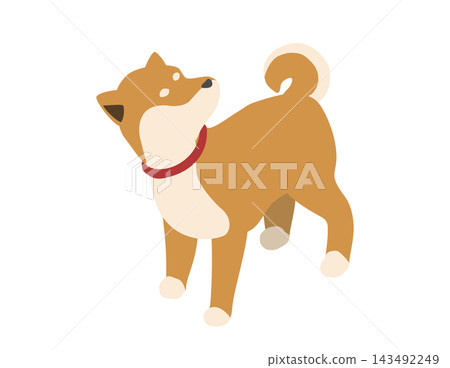 等距插畫:一隻回頭看的柴犬 等距插畫:一隻回頭看的柴犬 143492249