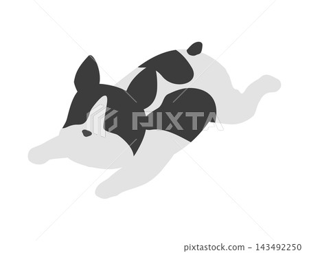 等距插圖：法國鬥牛犬面朝下躺著 143492250