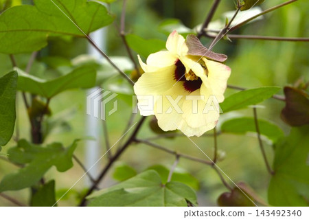 黃色棉花 黃色棉花 143492340