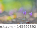 Pink cyclamen blooming in the garden against a beautiful bokeh background. Pink cyclamen blooming in the garden against a beautiful bokeh background. 143492392