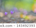 Pink cyclamen blooming in the garden against a beautiful bokeh background. Pink cyclamen blooming in the garden against a beautiful bokeh background. 143492393