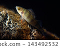 Close-Up Perch Fish Resting on Rocky floor Against Dark Underwater Background 143492532