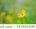 A refreshing autumn scene with yellow cosmos flowers in bloom and copy space A refreshing autumn scene with yellow cosmos flowers in bloom and copy space 143492696