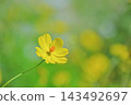 A refreshing autumn scene with yellow cosmos flowers in bloom and copy space A refreshing autumn scene with yellow cosmos flowers in bloom and copy space 143492697
