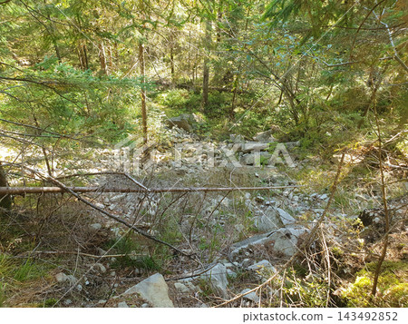 A rocky scree slope in a dense forest: a slope covered with scattered gray stones, grass, and shrubs is crisscrossed by tree branches and a fallen trunk A rocky scree slope in a dense forest: a slope covered with scattered gray stones, grass, and shrubs is crisscrossed by tree branches and a fallen trunk 143492852