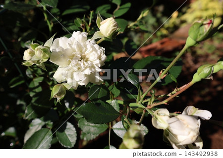 玫瑰花綠冰 玫瑰花綠冰 143492938