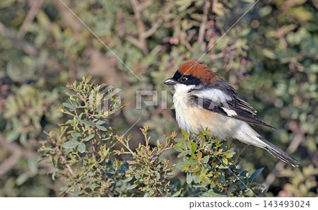 Woodchat Shrike (Lanius senator), Greece Woodchat Shrike (Lanius senator), Greece 143493024