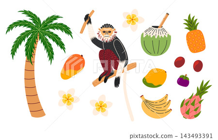 Tropical wildlife and fruit set with monkey, palm tree, mango, coconut, pineapple and dragon fruit. Flat vector illustration Tropical wildlife and fruit set with monkey, palm tree, mango, coconut, pineapple and dragon fruit. Flat vector illustration 143493391