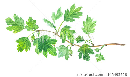 Watercolor horizontal gooseberry branch with green leaves and small berries. Hand drawn botanical illustration isolated on. Detailed art Watercolor horizontal gooseberry branch with green leaves and small berries. Hand drawn botanical illustration isolated on. Detailed art 143493528