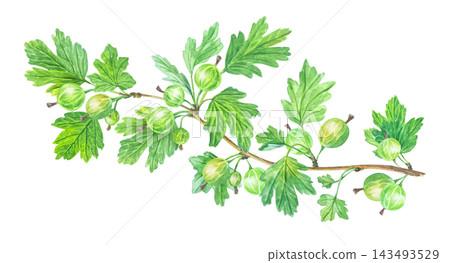 Watercolor horizontal gooseberry branch with green leaves and ripe berries. Hand drawn botanical illustration isolated element. Detailed art Watercolor horizontal gooseberry branch with green leaves and ripe berries. Hand drawn botanical illustration isolated element. Detailed art 143493529