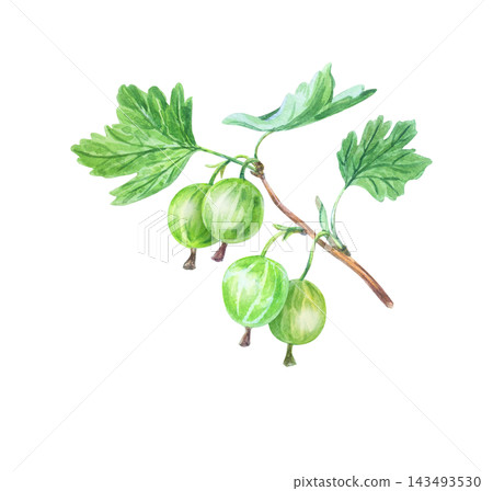Hand drawn watercolor gooseberry sprig with fresh green berries and leaves. Isolated botanical illustration element for organic packaging design. Hand drawn watercolor gooseberry sprig with fresh green berries and leaves. Isolated botanical illustration element for organic packaging design. 143493530