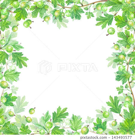 Lush watercolor green gooseberry frame design with leaves and berries. Isolated repeating botanical frame border element for tea and food packaging design art Lush watercolor green gooseberry frame design with leaves and berries. Isolated repeating botanical frame border element for tea and food packaging design art 143493577