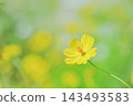Vibrant yellow cosmos flowers and a lush green background. Vibrant yellow cosmos flowers and a lush green background. 143493583