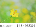Vibrant yellow cosmos flowers and a lush green background. Vibrant yellow cosmos flowers and a lush green background. 143493584