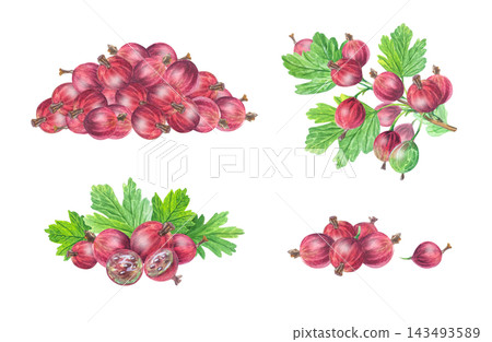 Lush watercolor red gooseberry set collection with heaps, leaves and cut halves. Isolated botanical fruit clip art set for jam labels, sweet food packaging art and sticker sheet 143493589