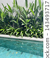 Lush tropical plants border a turquoise pool with floating flowers in natural daylight. 143493717