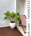 Broad-leaved potted plant stands beside a striped deckchair on a softly lit patio. 143493729