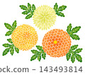 水彩風格的菊花（橘色調） 143493814