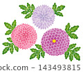 水彩風格的菊花（紫色調） 143493815