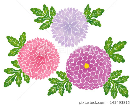 水彩風格的菊花（紫色調） 143493815