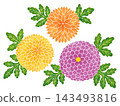 色彩繽紛的水彩風格菊花 143493816