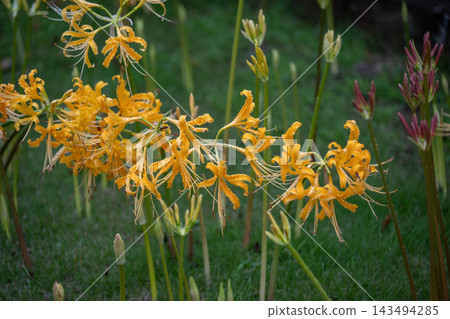 Yellow colored flower Yellow colored flower 143494285