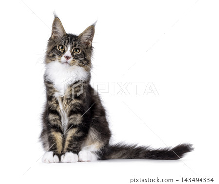 Handsome Maine Coon on white Handsome Maine Coon on white 143494334