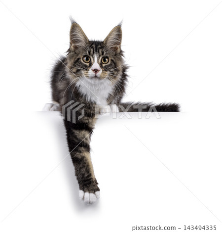 Handsome Maine Coon on white Handsome Maine Coon on white 143494335